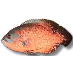Astronotus ocellatus rød oscar